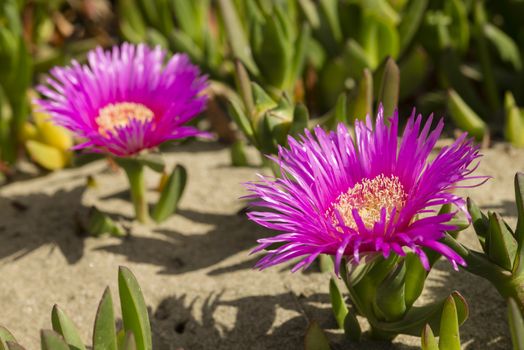 Carpobrotus edulis is a ground-creeping plant with succulent leaves, native to South Africa. Also known as Hottentot-fig, ice plant, highway ice plant, pigface, sour fig.