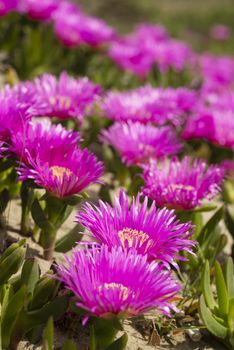 Carpobrotus edulis is a ground-creeping plant with succulent leaves, native to South Africa. Also known as Hottentot-fig, ice plant, highway ice plant, pigface, sour fig.