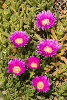 Carpobrotus edulis is a ground-creeping plant with succulent leaves, native to South Africa. Also known as Hottentot-fig, ice plant, highway ice plant, pigface, sour fig.