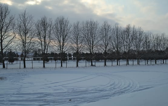 Field with line of trees covered with snow