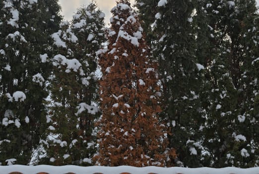 Evergreen trees covered with snow during winter