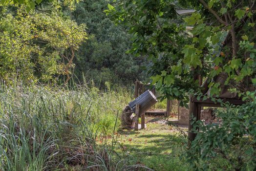 A baboon eating from a refuse bin at the camp at Injisuthi in the Kwazulu-Natal Drakensberg