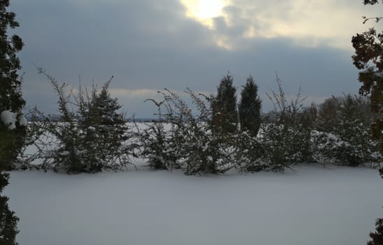 Winter landscape with evergreen alpine trees