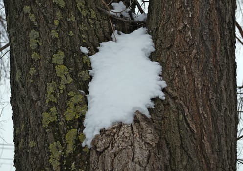 Snow on tree bark during winter, close up