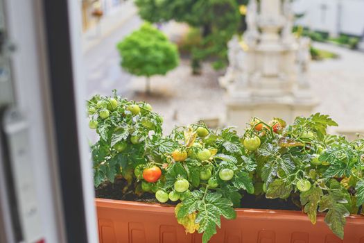 View on cherry tomatoes on window sill. Close-up. Urban concept of gardening. 