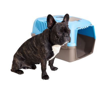 French Bulldog sitting next to an animal carrier on white isolated background