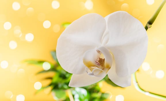 white orchid flower close-up on a yellow background