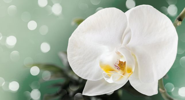 white orchid flower close-up on a green background