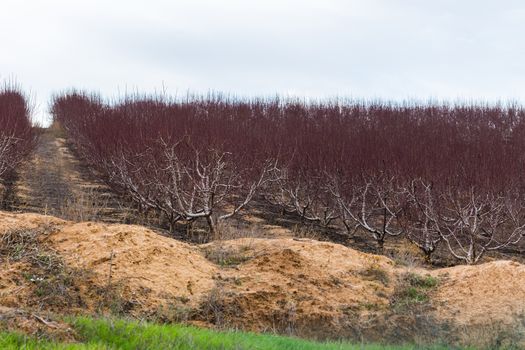 agricultural landscape, blooming garden with fruit trees