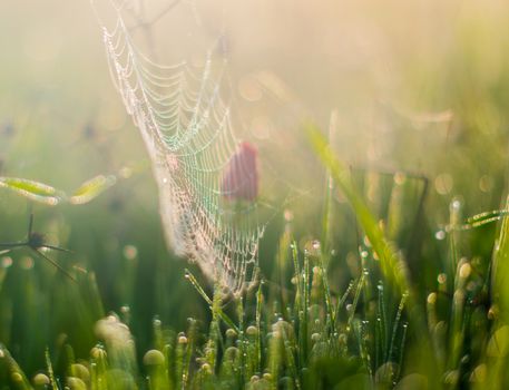 spider web in drops of dew and red poppy in a close-up field