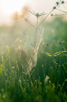 spider web in drops of dew and red poppy in a close-up field