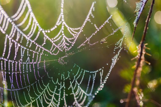 spider web in drops of dew field close-up