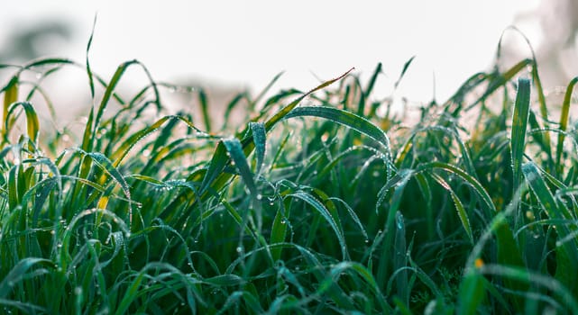 green grass in drops of dew field close-up