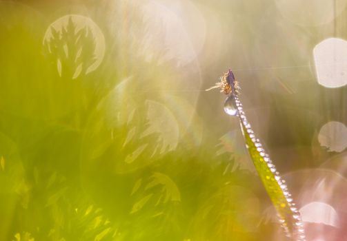 grass in dew with insect spider closeup