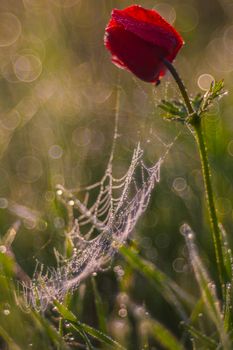 spider web in drops of dew and red poppy in a close-up field