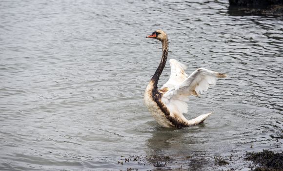 a white swan fights for his life because of an oil spill in europoort area in the netherlands