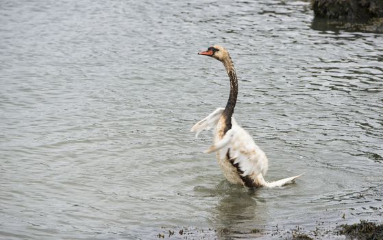 a white swan fights for his life because of an oil spill in europoort area in the netherlands