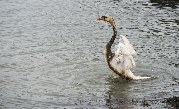 a white swan fights for his life because of an oil spill in europoort area in the netherlands