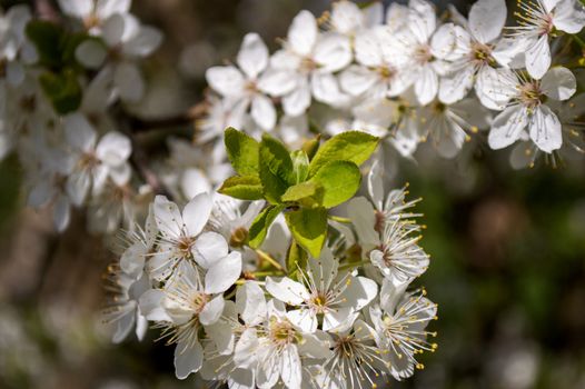 Little white flowers on tree in nature in spring.