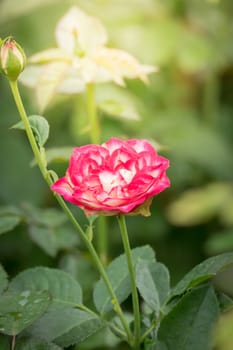 Roses in the garden, Roses are beautiful with a beautiful sunny day.