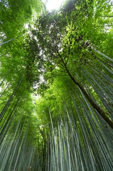 Bamboo grove