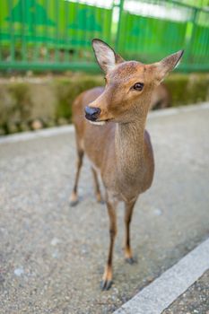 Cute deer