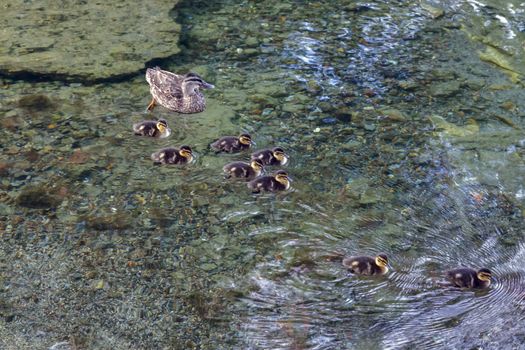 Female Mallard ((Anas platyrhynchos)) with Chicks