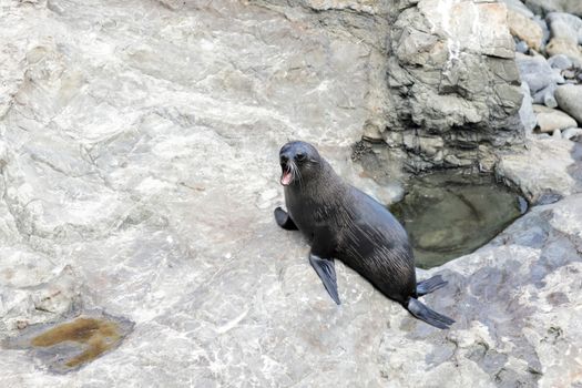 New Zealand Fur Seal (Arctocephalus forsteri)