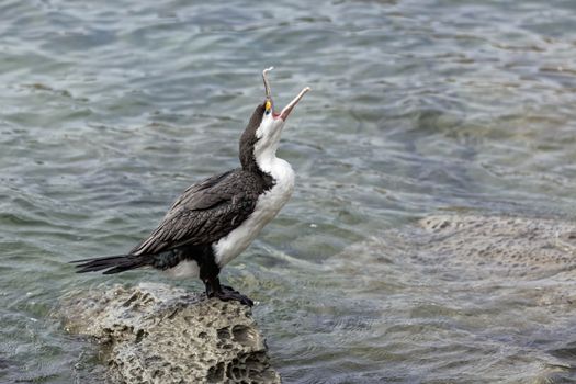 Pied Cormorant (Phalacrocorax varius)