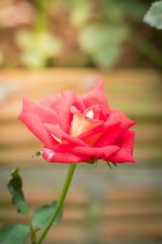 Roses in the garden, Roses are beautiful with a beautiful sunny day.