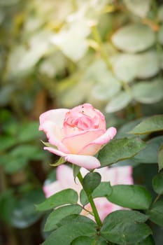 Roses in the garden, Roses are beautiful with a beautiful sunny day.