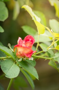 Roses in the garden, Roses are beautiful with a beautiful sunny day.