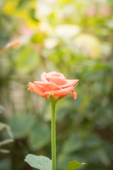 Roses in the garden, Roses are beautiful with a beautiful sunny day.