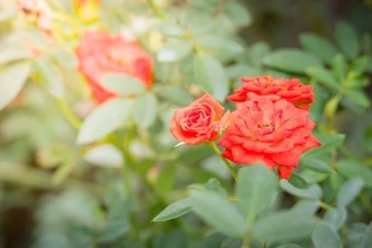 Roses in the garden, Roses are beautiful with a beautiful sunny day.