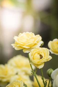 Roses in the garden, Roses are beautiful with a beautiful sunny day.