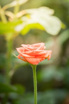 Roses in the garden, Roses are beautiful with a beautiful sunny day.