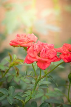 Roses in the garden, Roses are beautiful with a beautiful sunny day.