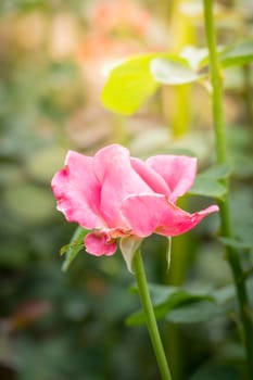 Roses in the garden, Roses are beautiful with a beautiful sunny day.