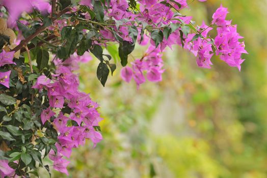 Purple bougainvillea flowers in garden