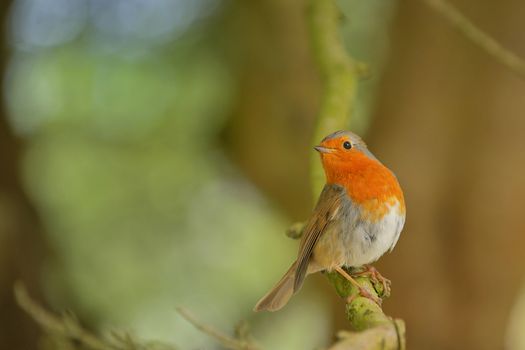 Cute little robin bird on brunch of tree