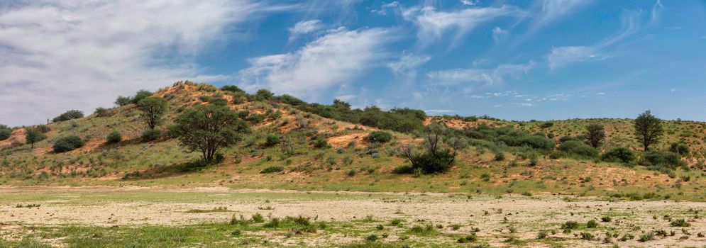 Kalahari green desert after rain season. Kgalagadi Transfrontier Park, South Africa wilderness safari