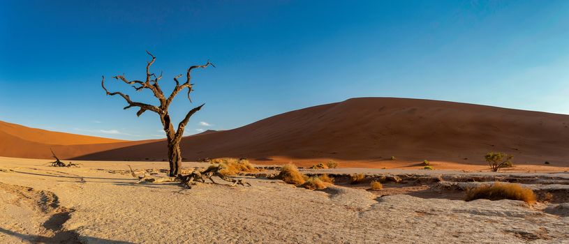 beautiful evening colors of hidden Dead Vlei landscape in Namib desert, dead acacia trees in valley with blue sky, Namibia