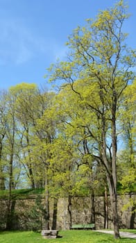 Empty green bench below tall lime trees coming into leaf in spring in Deer's Park in Tallinn, Estonia