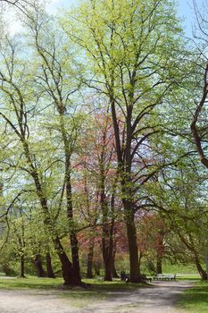 Diverse trees line a footpath in Deer's Park, Hirvepark, in Tallinn, Estonia