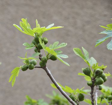 green fig tree with fruit on sardinia