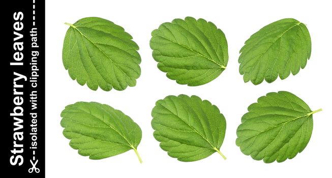 Strawberry leaves isolated on white background with clipping path. Collection