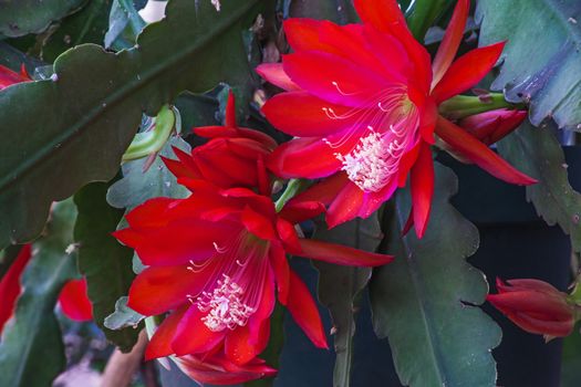 The red flower of the Schlumbergera epiphyllum cactus, Also known as the Christmas or Thanksgiving flower.