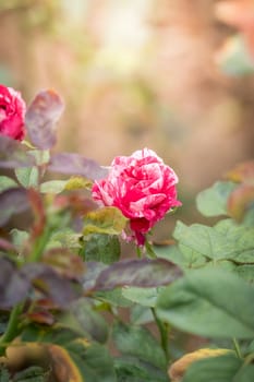 Roses in the garden, Roses are beautiful with a beautiful sunny day.