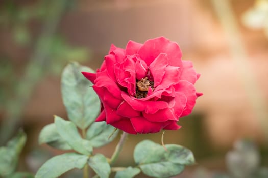 Roses in the garden, Roses are beautiful with a beautiful sunny day.