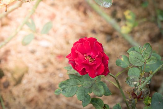 Roses in the garden, Roses are beautiful with a beautiful sunny day.